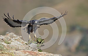 Jackal Buzzard photo