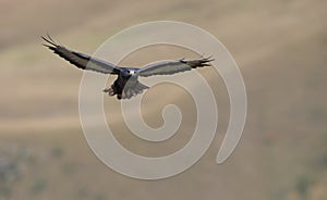 Jackal Buzzard photo