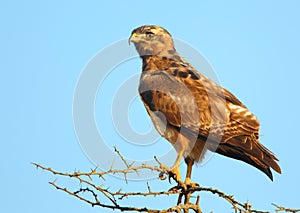 Jackal Buzzard