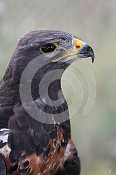 Jackal Buzzard Bird