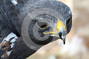 Jackal Buzzard Bird