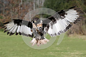 Jackal Buzzard Bird in Flight