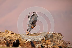 The jackal buzzard Buteo rufofuscus flying off with a piece of meat from the rock.Colorful rough bird with a piece of prey in