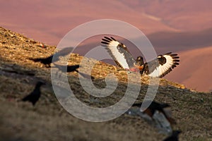 The jackal buzzard Buteo rufofuscus lands on a rock among other birds. Buzzard descends to feed in the high African mountains photo