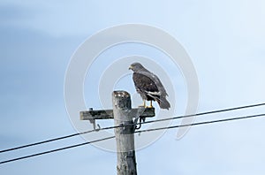 A Jackal Buzzard, Buteo rufofuscus, is perched on top of a wooden pole in South Africa photo