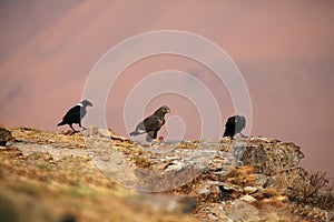 The jackal buzzard Buteo rufofuscus sitting among ravens eating. The buzzard watches meat from other birds photo
