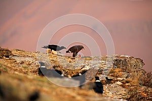 The jackal buzzard Buteo rufofuscus sitting among ravens. Raven pulls the tail buzzard in a quarrel over food.A typical scene in photo