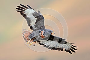 Jackal buzzard in flight