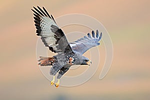 Jackal buzzard in flight photo