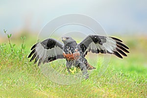 Jackal buzzard on green grass photo