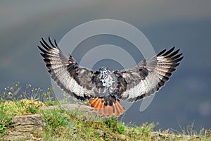 Jackal buzzard landing photo