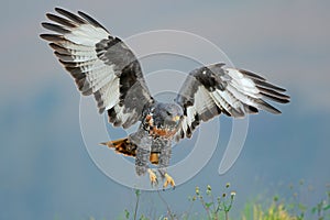 Jackal buzzard landing photo