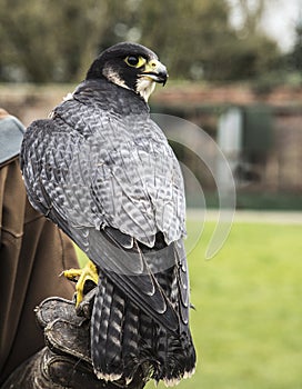 Jackal Buzzard at Thorpe Perrow