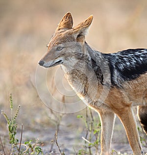 Jackal - Canis mesomalas - Botswana photo