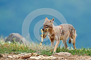 Jackal with catch. Golden jackal, Canis aureus, feeding scene with grassy meadow, Madzharovo, Rhodopes, Bulgaria. Wild dog behavio