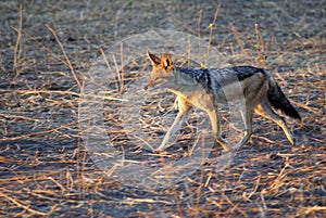 Jackal at dawn