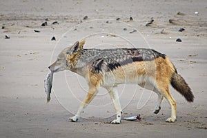 Jackal eating fish near waterhole, Polentswa, Botswana in Africa. Beautiful wildlife scene from Africa. Jackal catch and