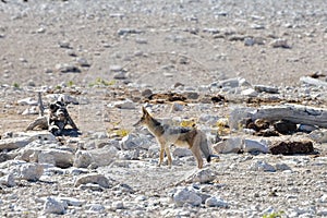 Jackal - Etosha, Namibia