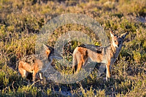 Jackal - Etosha, Namibia