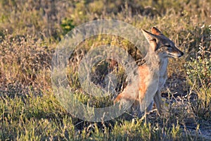 Jackal - Etosha, Namibia