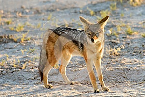 Jackal - Etosha, Namibia