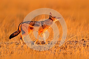 Jackal with evening sun. Black-Backed Jackal, Canis mesomelas mesomelas, portrait with long ears, Namibia, South Africa. Beautiful