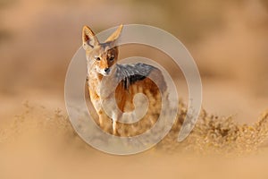 Jackal and evening sunlight. Black-Backed Jackal, Canis mesomelas mesomelas, portrait of animal with long ears, Kgalagadi, South