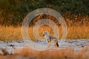 Jackal and evening sunlight. Black-Backed Jackal, Canis mesomelas mesomelas, portrait of animal with long ears, Tanzania, South