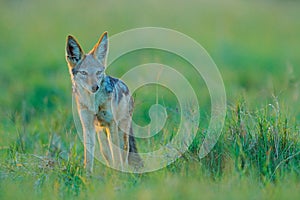 Jackal and evening sunlight. Black-Backed Jackal, Canis mesomelas mesomelas, portrait of animal with long ears, Tanzania, South Af