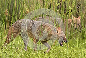 Jackal expose teeth