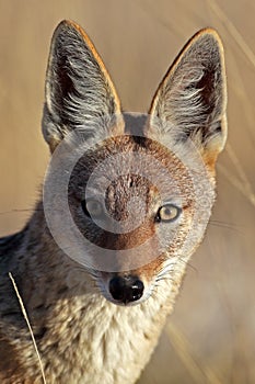 Jackal eye-to-eye