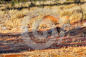 Jackal hiding in a shade, Red Center, Australia