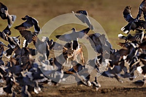 Jackal hunting birds near the waterhole, Polentswa, Botswana in Africa.  Beautiful wildlife scene from Africa with nice sun light