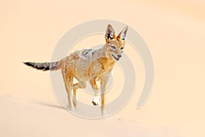 Jackal jump. Hot day in sand, animal from Namibia, Africa, black-backed jackal behaviour. Wildlife scene from nature. Dog running