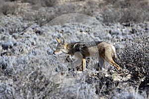 Jackal in the Kgalagadi Transfrontier Park