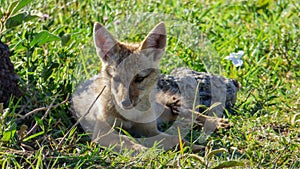 A jackal lies down and cools in the shade