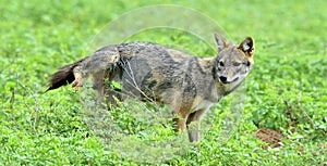 Jackal marks territory. Close-up wildlife photo of Canis aureus, Indian jackal, standing on green grass against green natural back photo