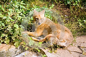 The Jackal is an omnivorous animal canine mammals the coat is hard and the muzzle is sharp