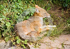 The Jackal is an omnivorous animal canine mammals the coat is hard and the muzzle is sharp