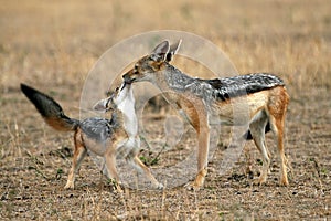 Jackal and Pup photo