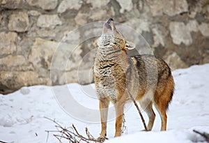 Jackal or reed wolf. The Jackal howls photo