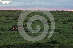 Jackal are running on green plains in masai mara