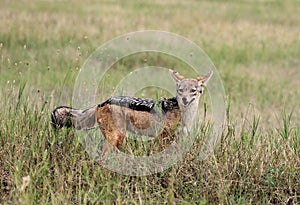 Jackal in Serengeti National Park