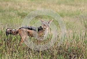 Jackal in Serengeti National Park