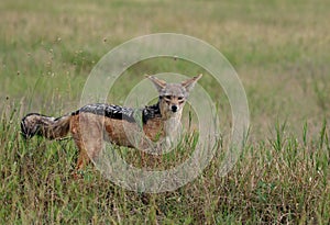 Jackal in Serengeti National Park