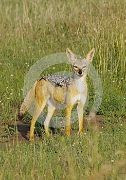 Jackal on the Serengeti plains, Tanzania