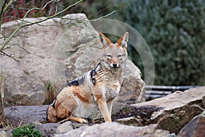 Jackal