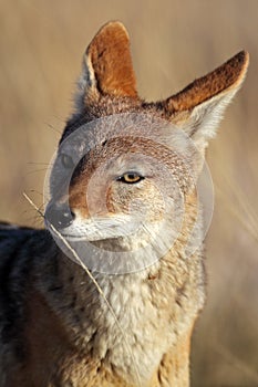 Jackal smelling scented straw