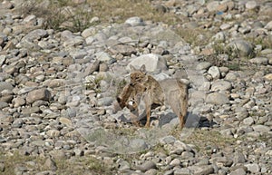 Jackal with spotted deer kill in his mouth
