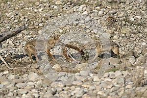 Jackal tug of war for food, Dhikala, Jim Corbett National Park